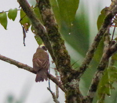 Myiozetetes cayanensis