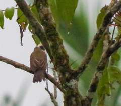 Myiozetetes cayanensis