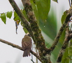 Myiozetetes cayanensis