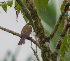 Myiozetetes cayanensis