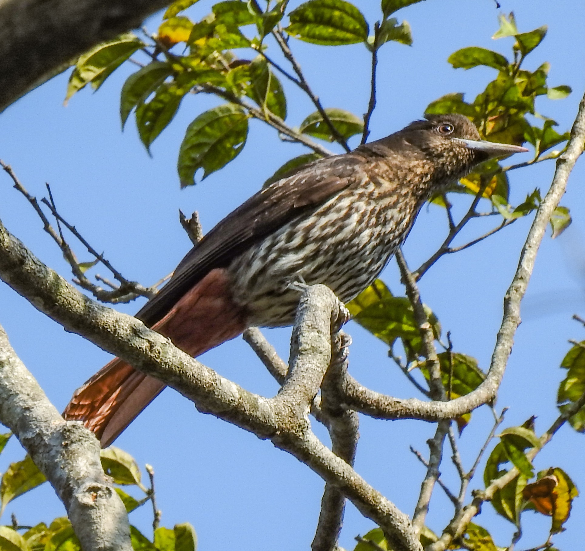 Maroon Oriole