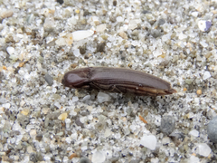 Ochosternus zealandicus