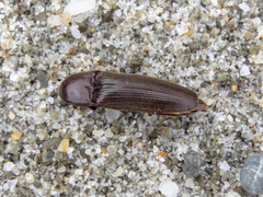 Ochosternus zealandicus