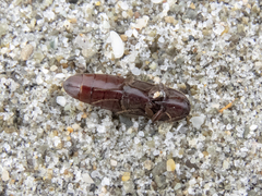 Ochosternus zealandicus