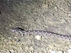 Dasypeltis scabra