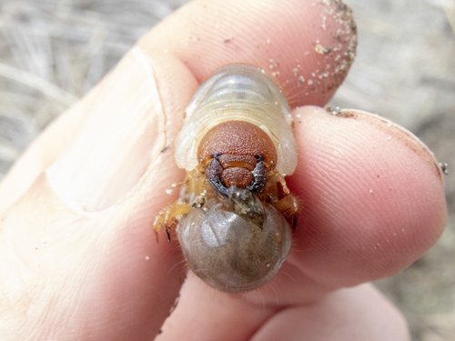 Large Sand Scarab photo 3