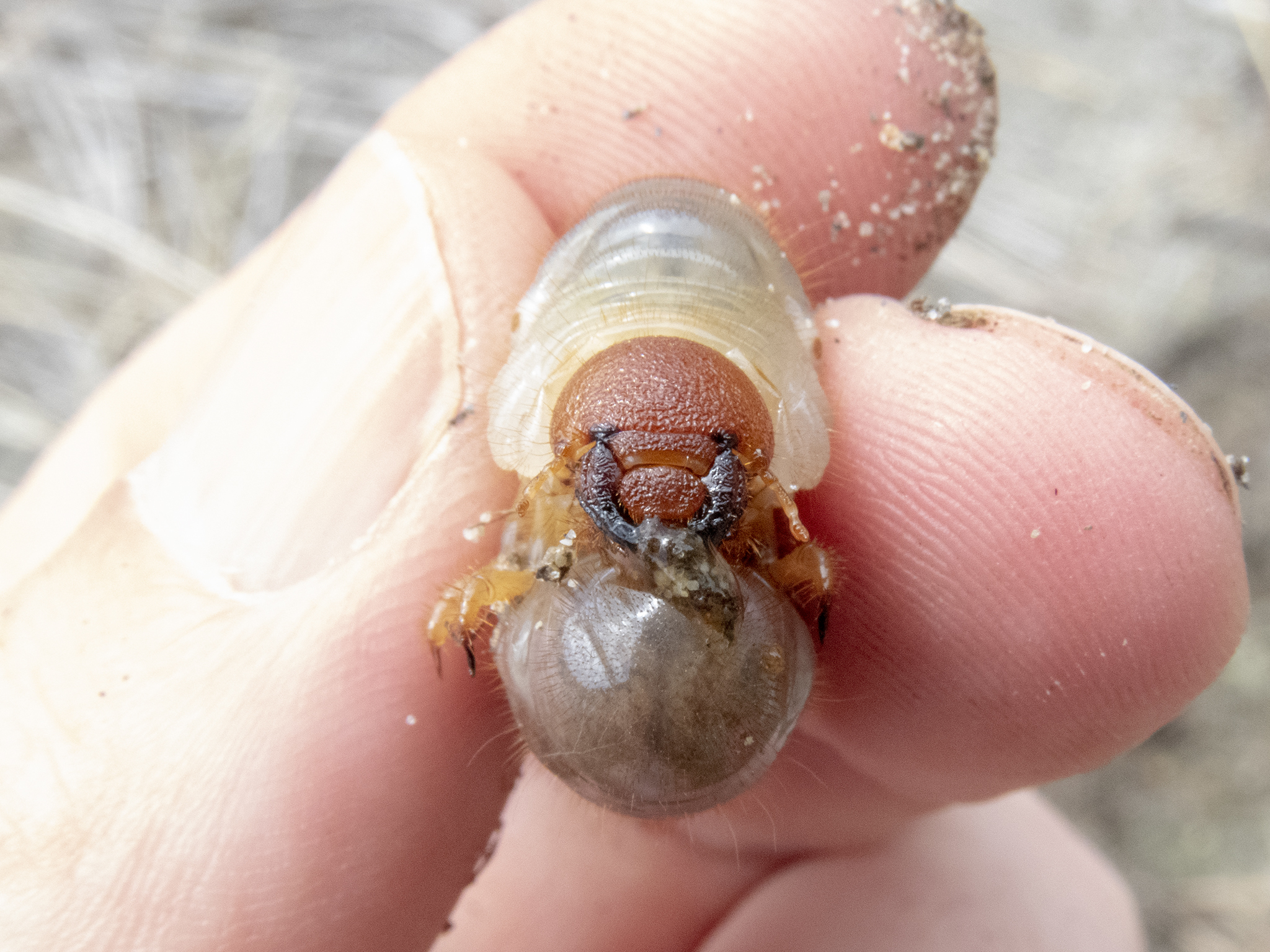 Large Sand Scarab (Pericoptus truncatus) · iNaturalist