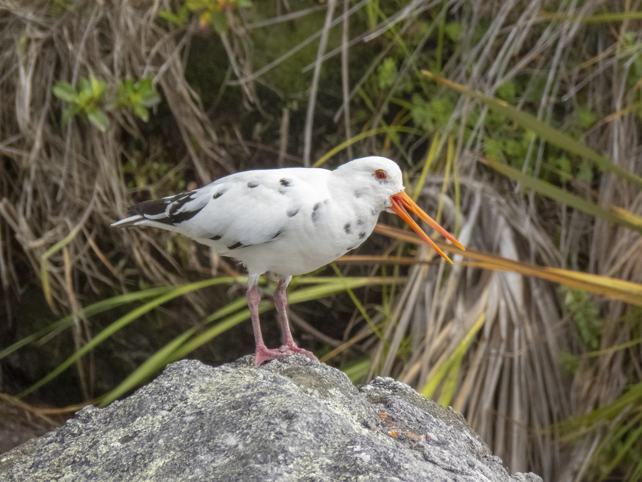 Variable Oystercatcher illustration
