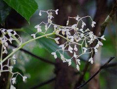 Begonia glabra
