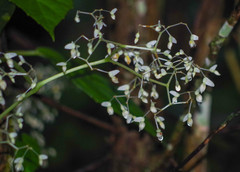Begonia glabra