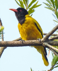 Oriolus xanthornus