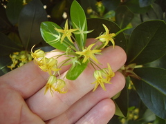Pittosporum roimata