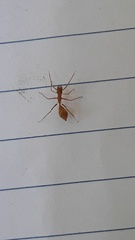 Myrmaplata plataleoides