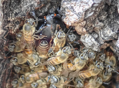 Oplostomus fuligineus