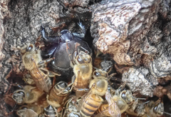 Oplostomus fuligineus