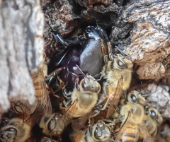 Oplostomus fuligineus