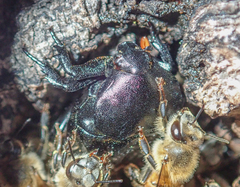 Oplostomus fuligineus