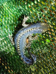 Ichthyosaura alpestris alpestris