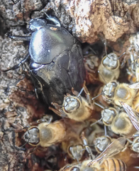 Oplostomus fuligineus