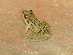 Minervarya