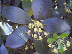 Pittosporum roimata