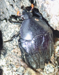 Oplostomus fuligineus