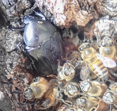 Oplostomus fuligineus