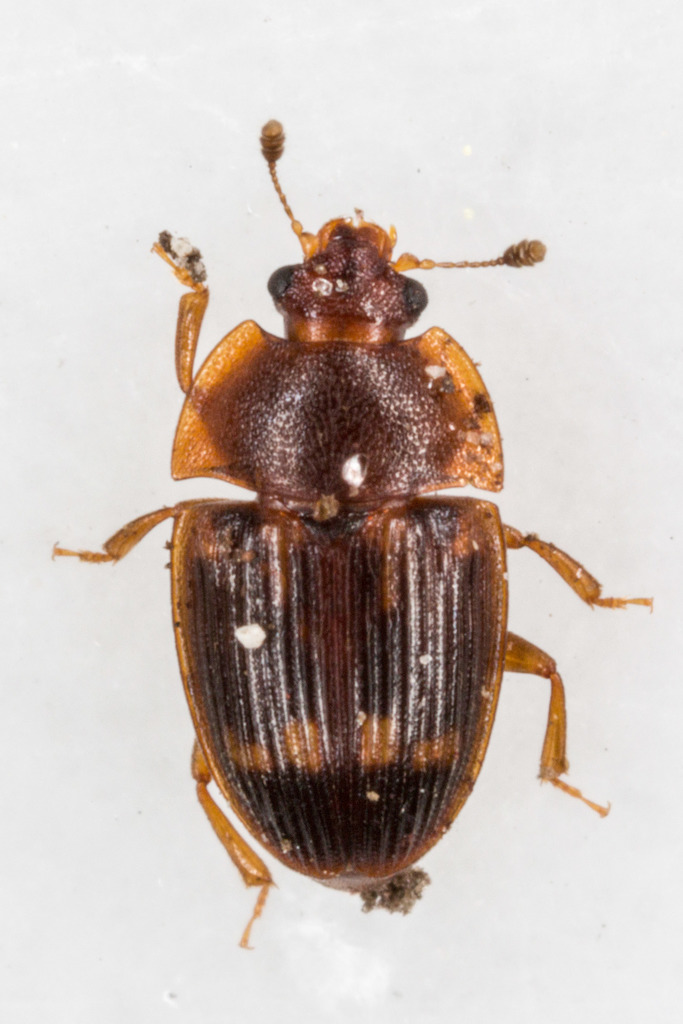 strawberry sap beetle