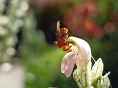 Tetragonilla atripes