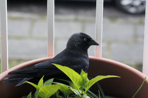 Coloeus monedula