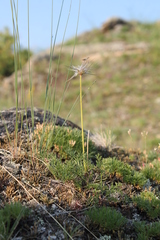 Pulsatilla tenuiloba