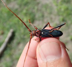 Compsomera elegantissima