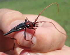 Compsomera elegantissima