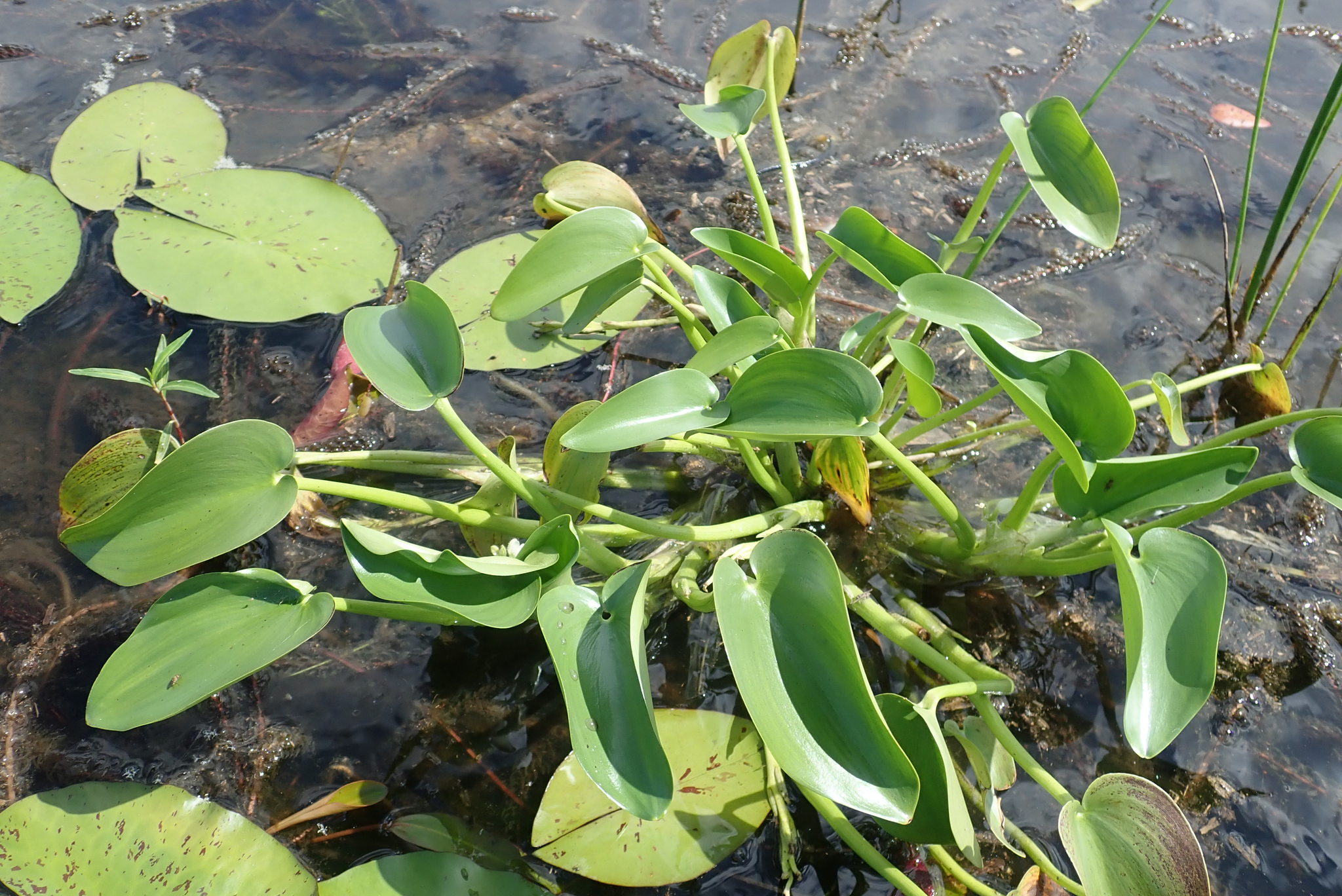 Mud Plantain (Heteranthera callifolia)