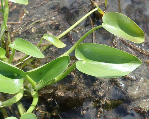 Heteranthera callifolia image