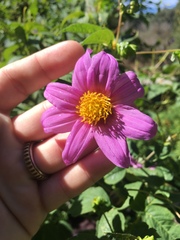 Dahlia tenuicaulis