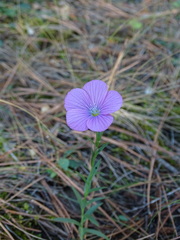 Linum viscosum