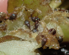 Cyrtobagous salviniae