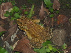 Duttaphrynus melanostictus