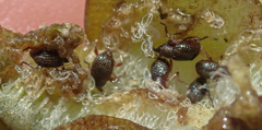 Cyrtobagous salviniae
