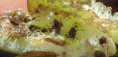 Cyrtobagous salviniae