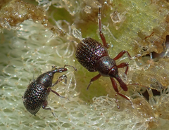 Cyrtobagous salviniae