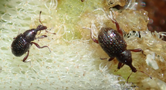 Cyrtobagous salviniae