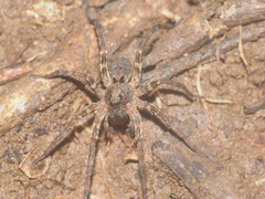 Lycosidae