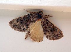 Pseudocoremia suavis