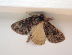 Pseudocoremia suavis