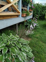 Hosta undulata