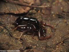 Buthoscorpio sarasinorum