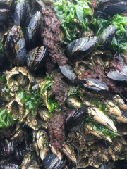 Callithamnion pikeanum