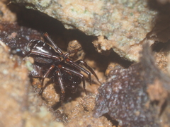 Oedignatha scrobiculata